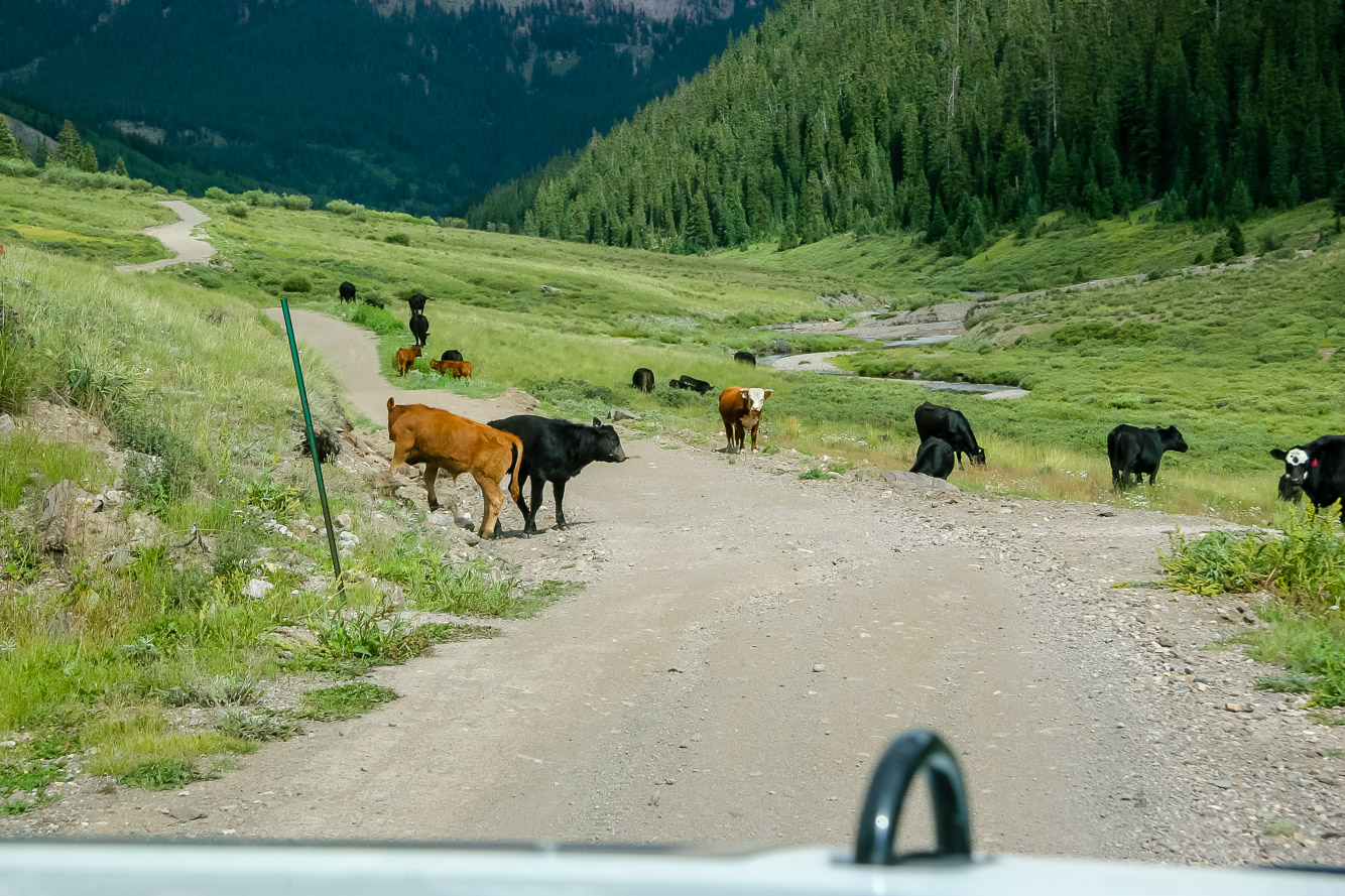 Cattle crossing the road.